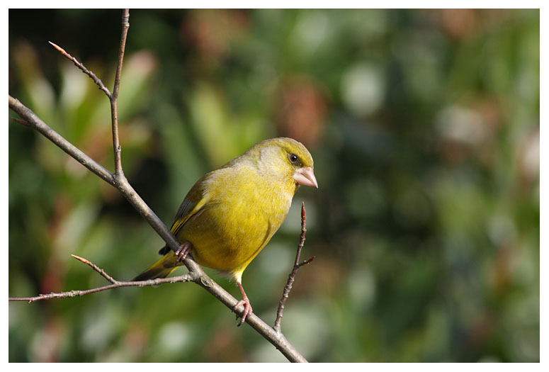 Greenfinch