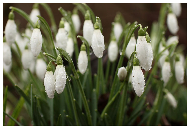 Galanthus nivalis