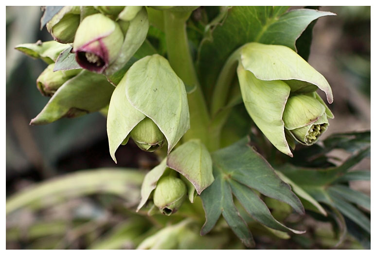 Helleborus foetidus