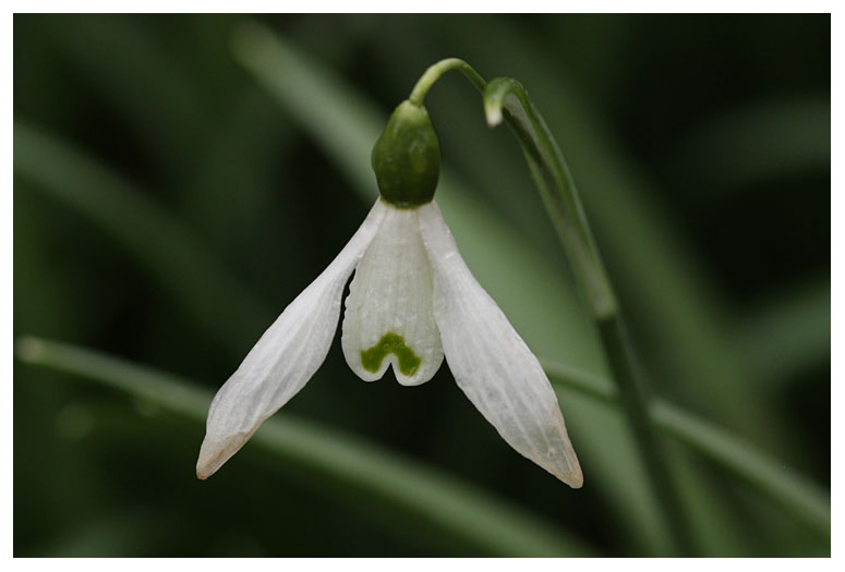 Galanthus nivalis