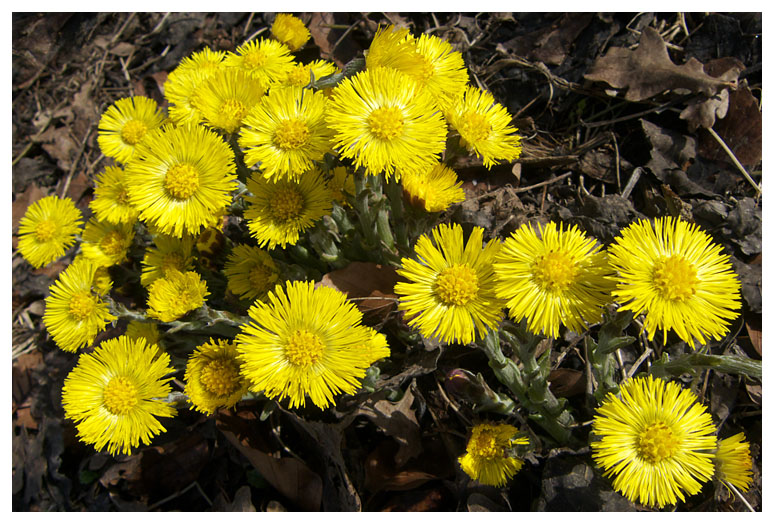 Tussilago farfara