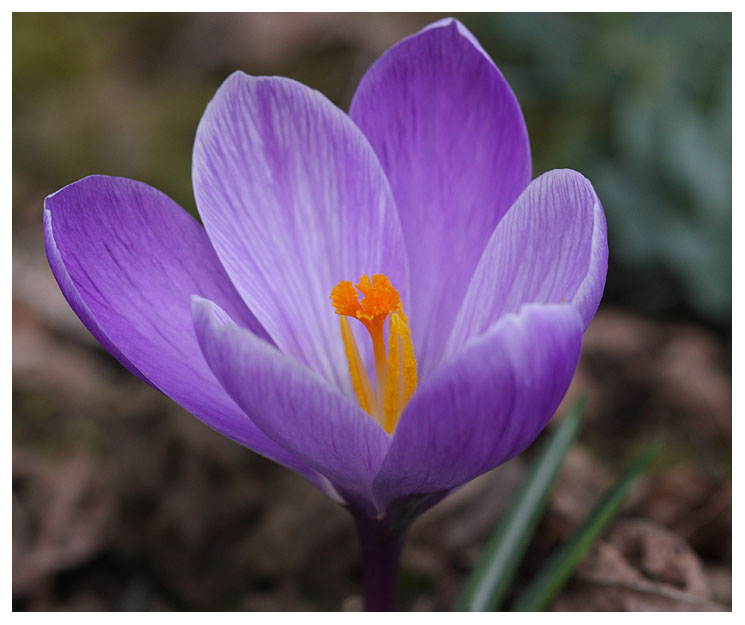Crocus vernus