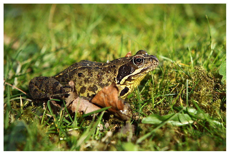 Rana temporaria