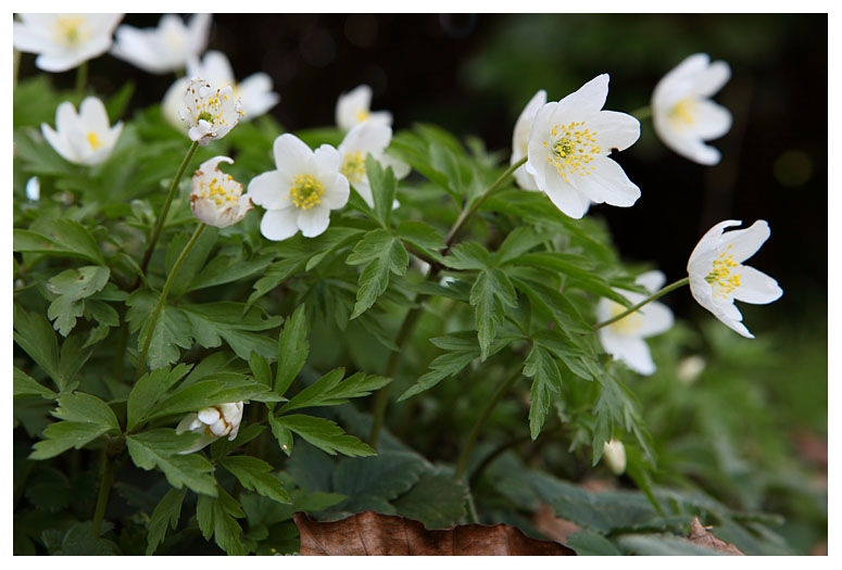 Anemone nemorosa
