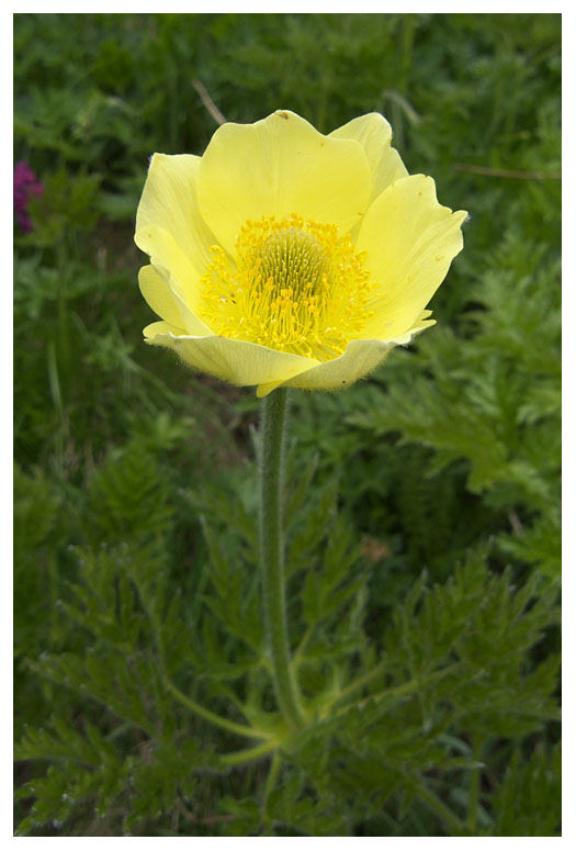 Pulsatilla alpina subsp. apiifolia