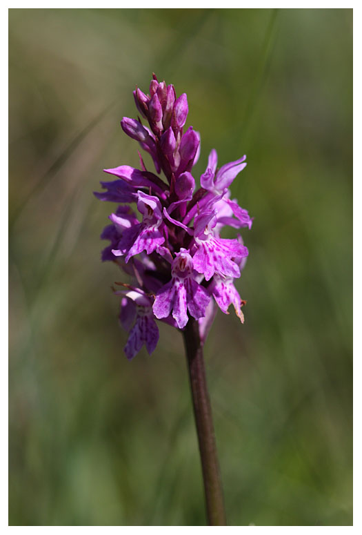 Dactylorhiza maculata