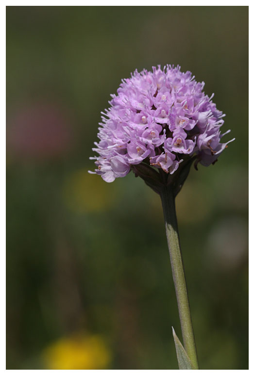 Traunsteinera globosa