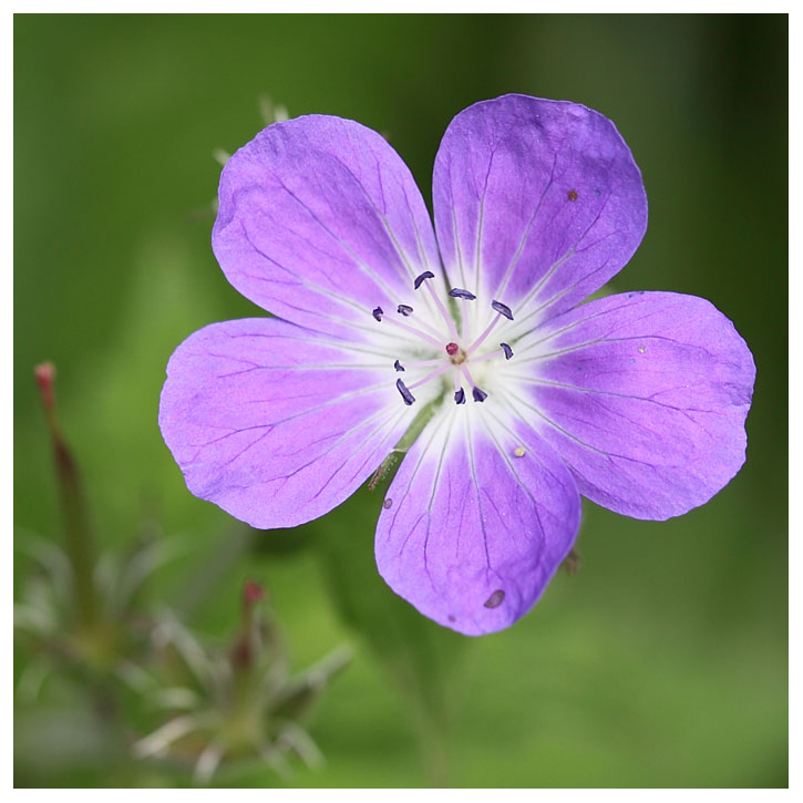 Geranium sylvaticum