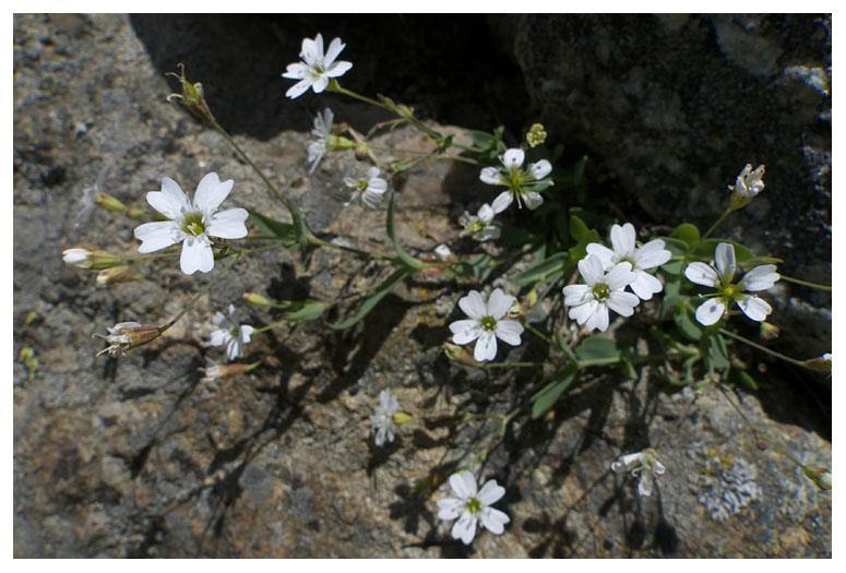 Cerastium