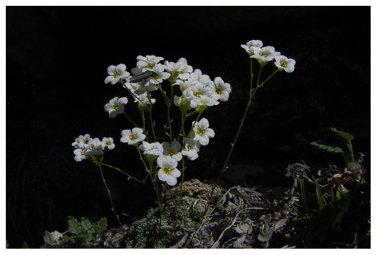Saxifraga caesia