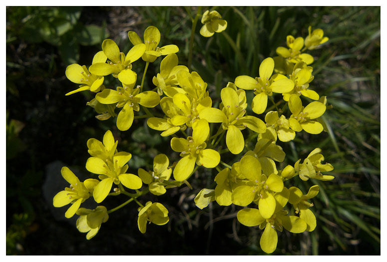 Draba aizoides