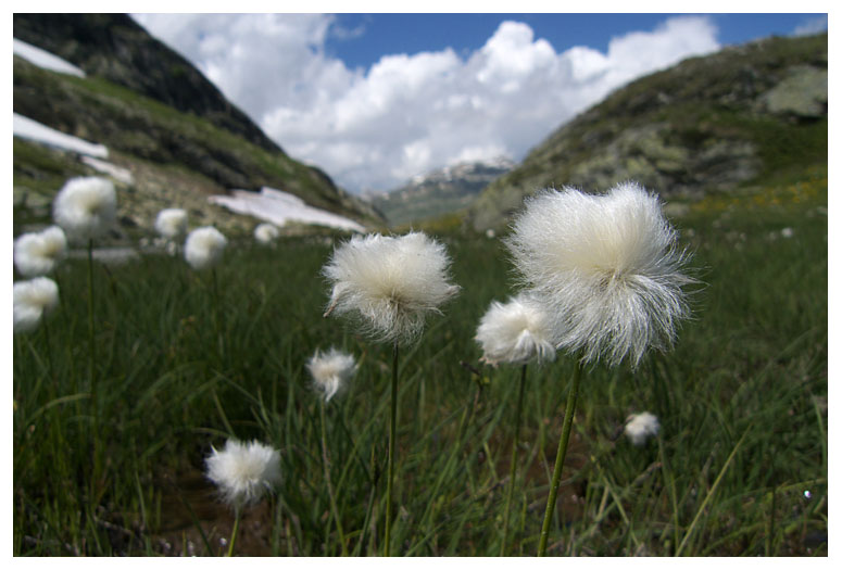 Eriophorum angustifolium