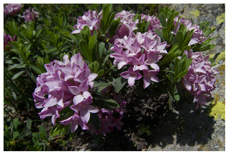 Daphne striata