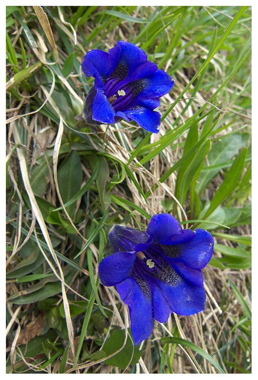 Gentiana acaulis