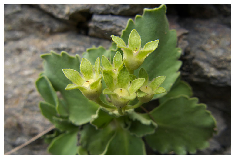 Androsace maxima