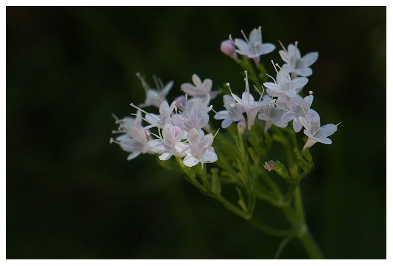 Valeriana officinalis