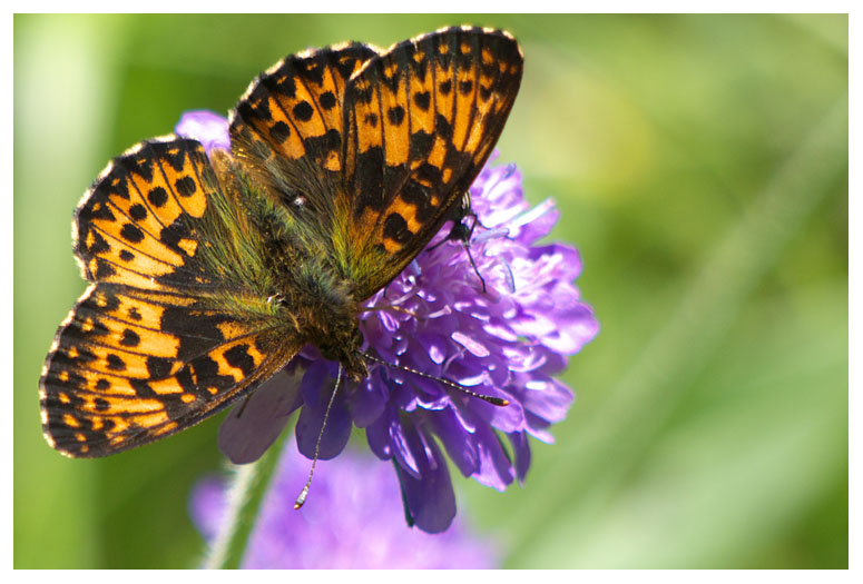 Boloria thore