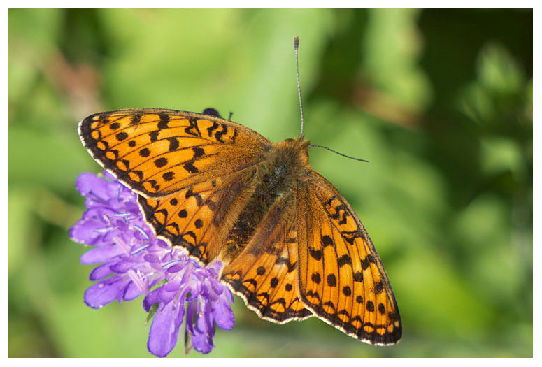 Argynnis adippe