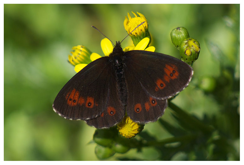 Erebia euryale