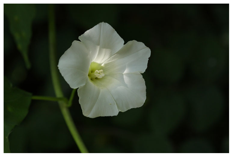Calystegia sepium