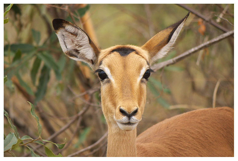 Impala