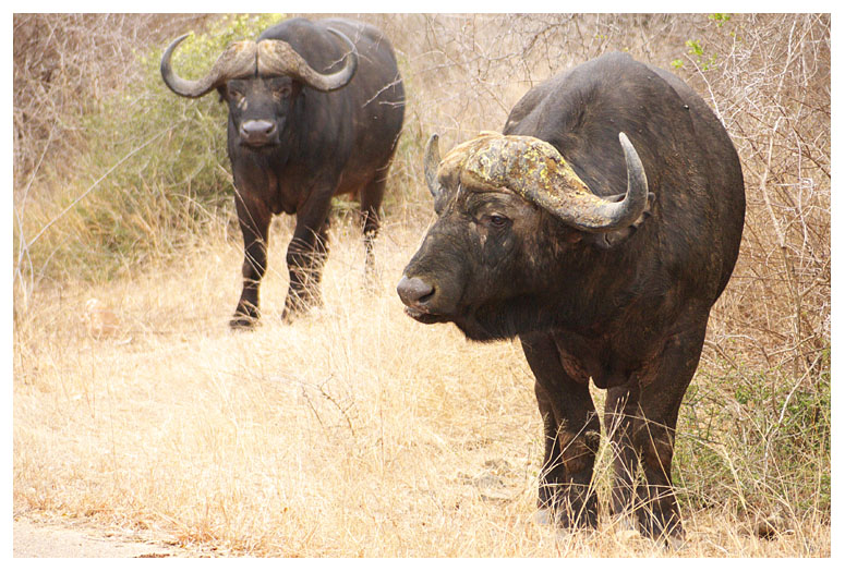 African Buffalo