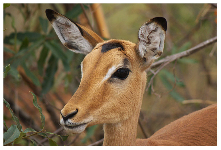 Impala