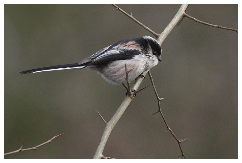 Long-tailed Tit