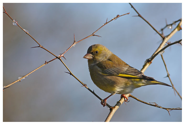 Greenfinch
