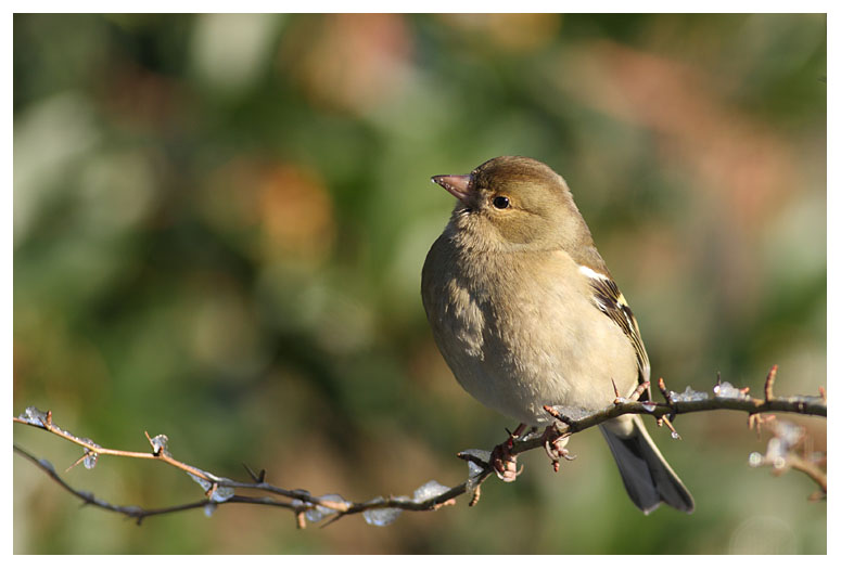 Chaffinch