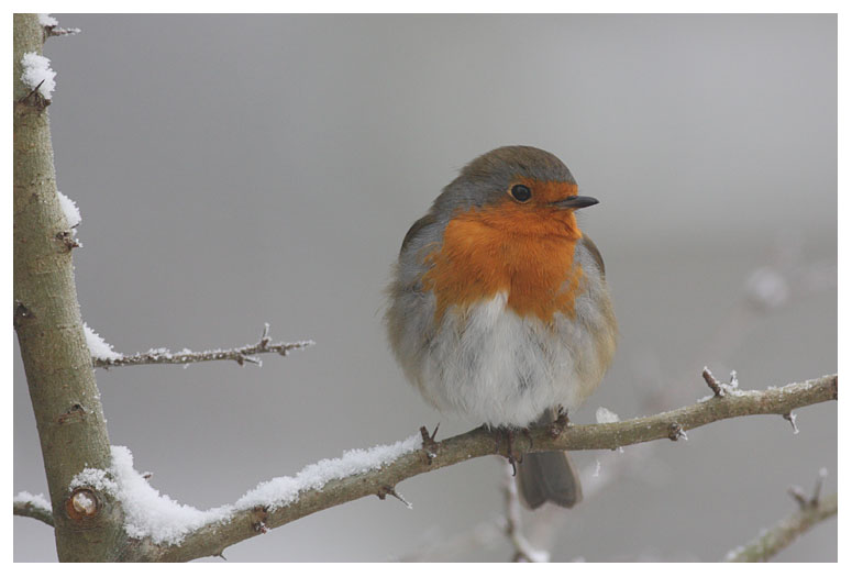 Rouge-gorge 