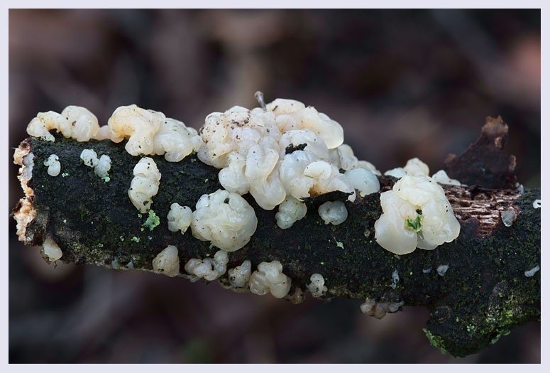 Tremella
