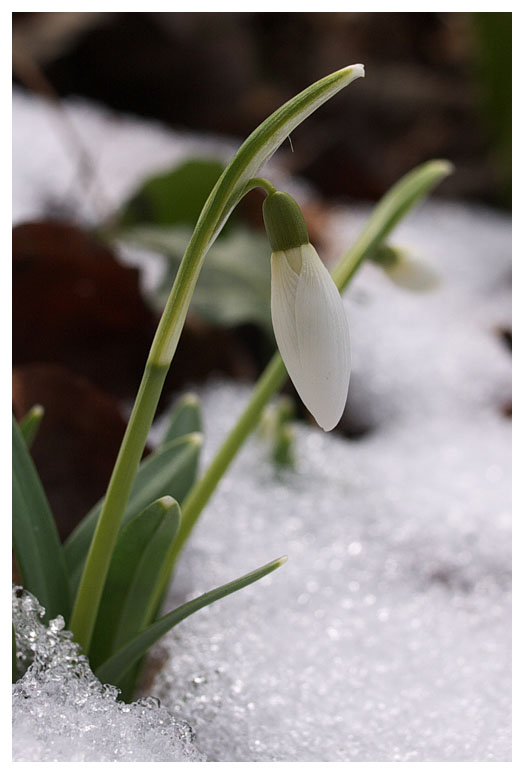 Galanthus nivalis