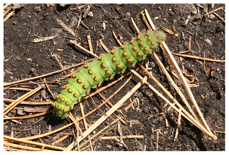 Saturnia pavonia