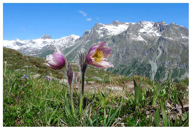 Pulsatilla vernalis