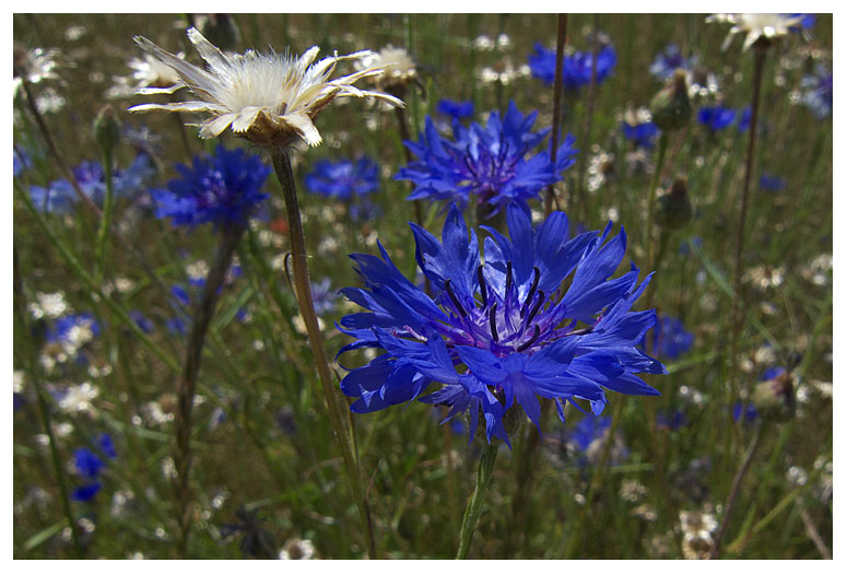 Centaurea cyanus
