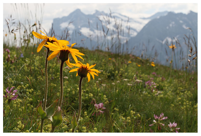 Arnica montana