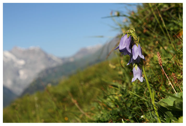 Campanula barbata