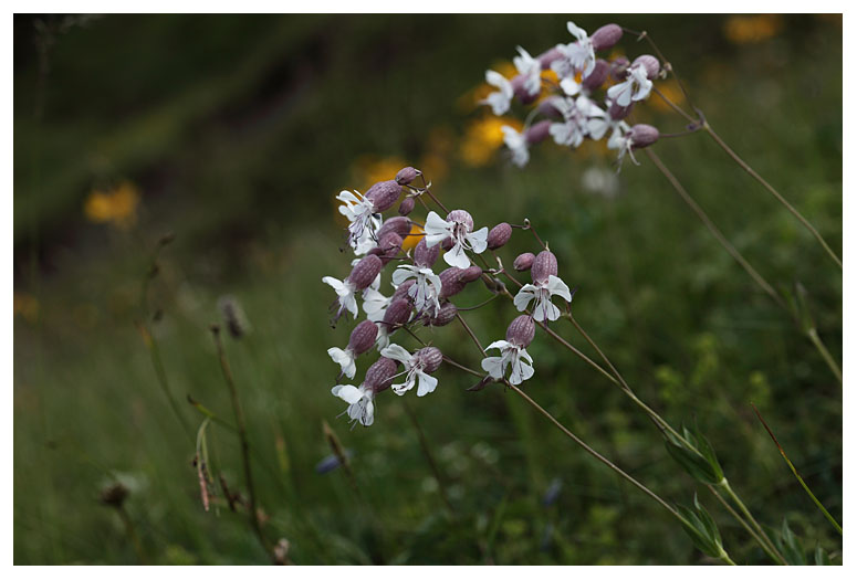 Silene vulgaris