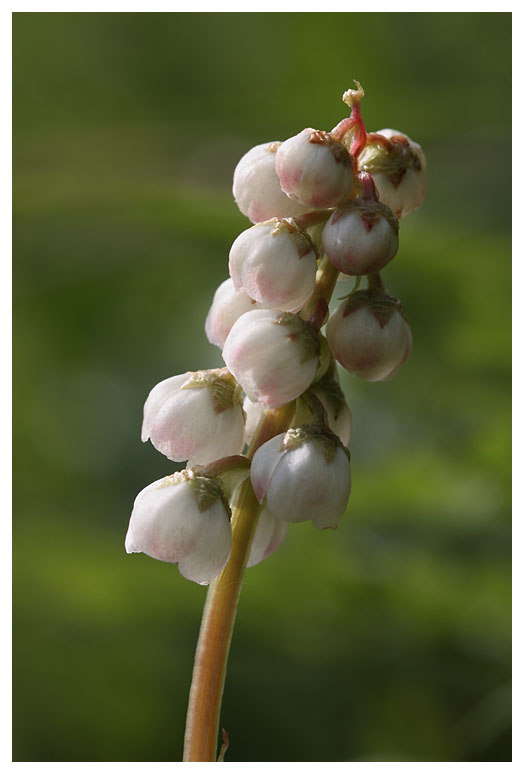 Pyrola minor