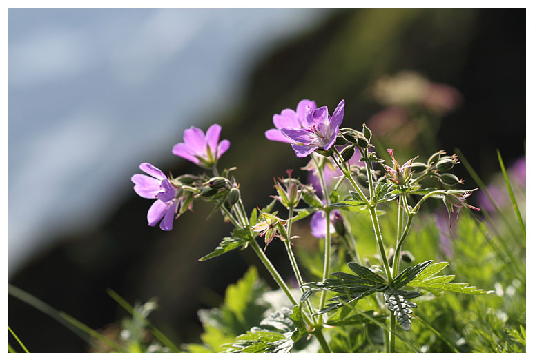 Geranium praetense