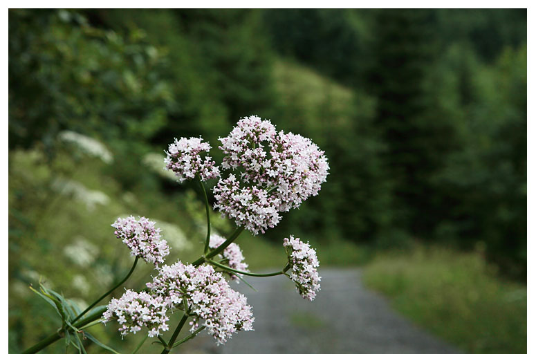 Valeriana officinalis