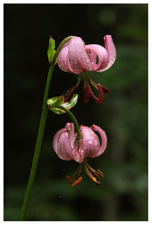 Lilium martagon