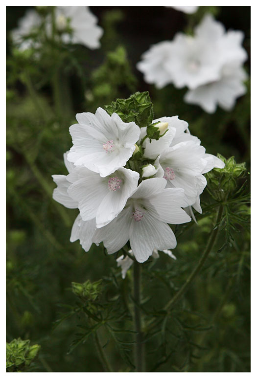 Malva moschata