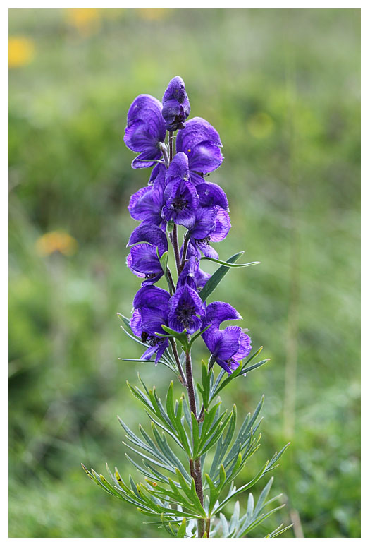 Aconitum napellus subsp. vulgare