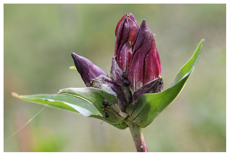 Gentiana purpurea