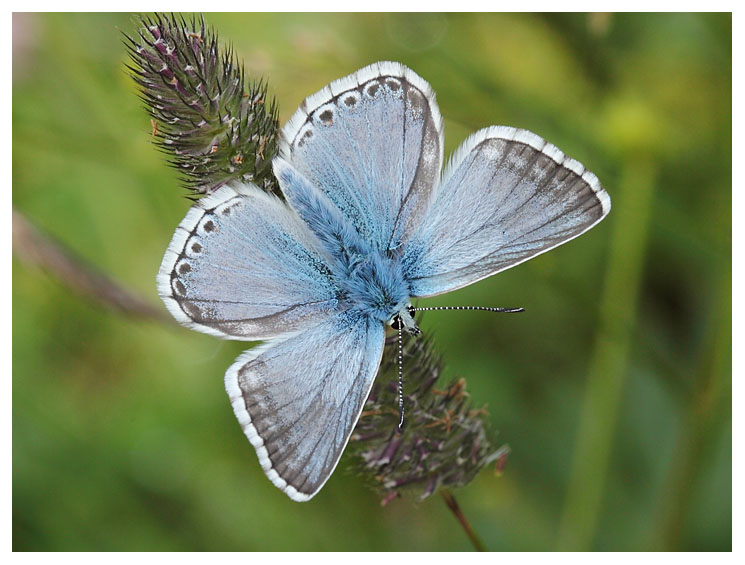 Polyommatus coridon