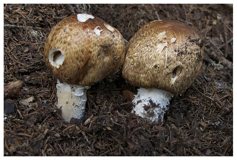 Agaricus langei