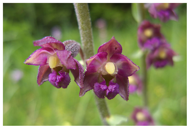 Epipactis atrorubens