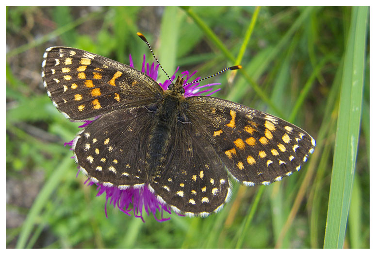 Melitaea diamina